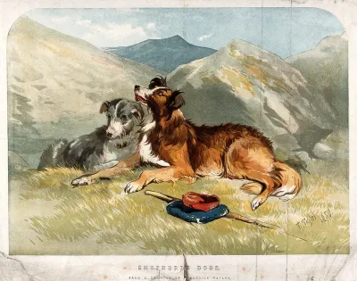 Two sheepdogs resting in the mountains next to a bag and a walking stick
