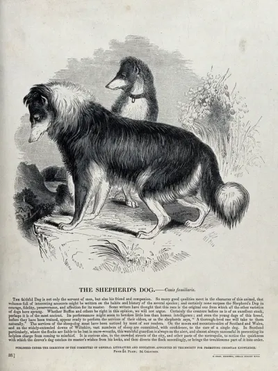 Two shepherd's dogs standing on a hill