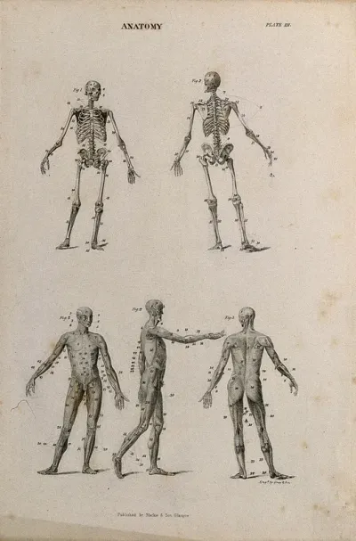 Two skeletons and three écorché figures