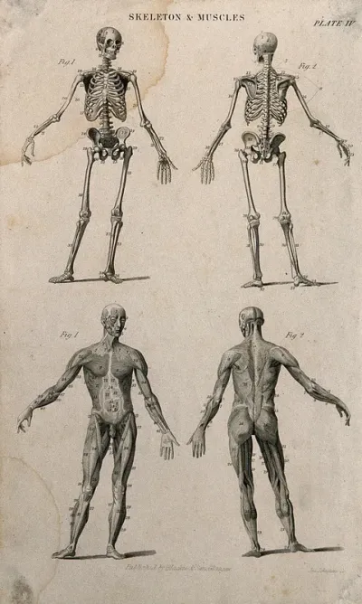 Two skeletons and two écorché figures