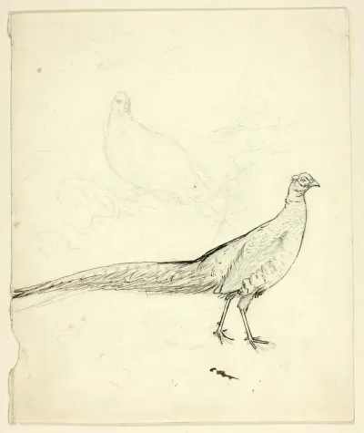 Two Sketches of Pheasant (recto); Sketch of Pheasants and Female Nude (verso)