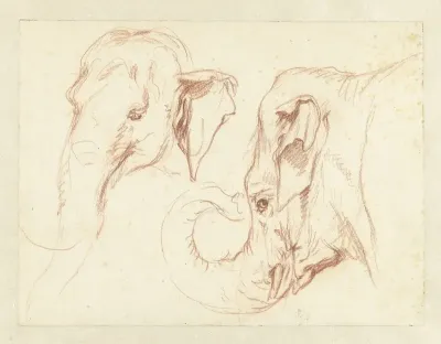 Two Sketches of the Head of an Elephant