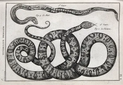 Two snakes: a rattlesnake and a boa