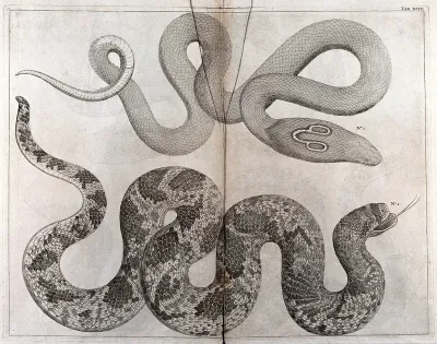 Two snakes, including an Indian Cobra (?), with 'spectacle' marking on its hood