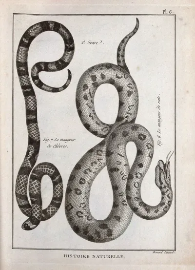 Two snakes of the boa family: a rat-eating snake and goat-eating snake