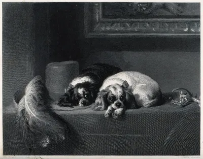 Two spaniels lying on a table covering