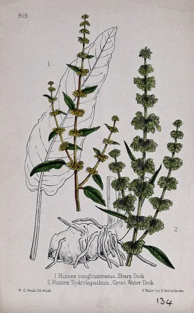 Two species of dock (Rumex species): flowering stems with leaf and rhizome