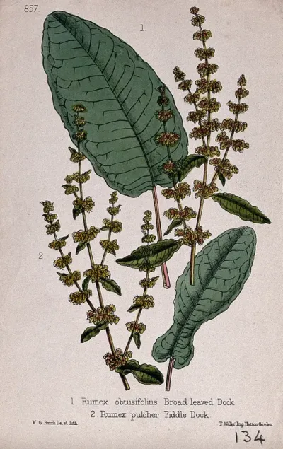 Two species of dock (Rumex species): flowering stems with leaves