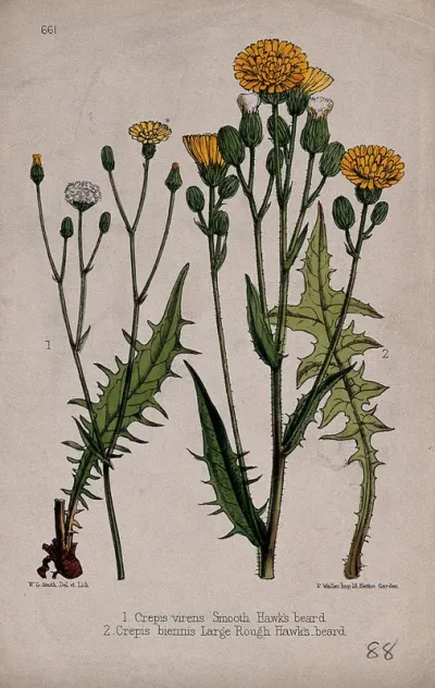 Two species of hawk's beard plant (Crepis species): flowering and fruiting stems