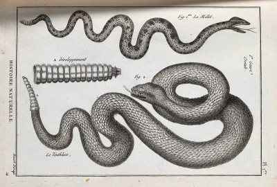 Two species of rattlesnake and the rattle of one of them