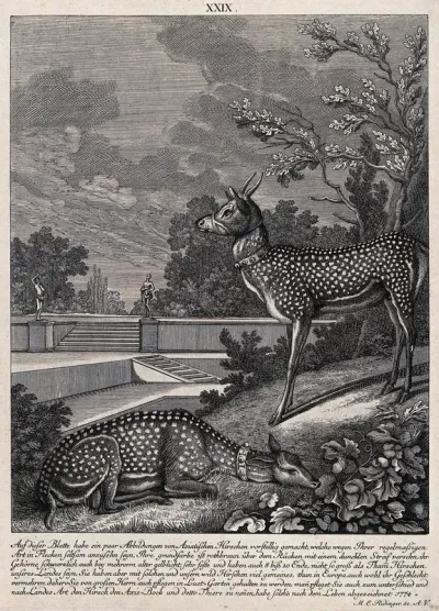 Two spotted Asian bucks in a landscape garden