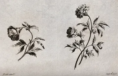 Two sprigs of flowers, including Convolvulus and carnations, meant as designs for embroidery