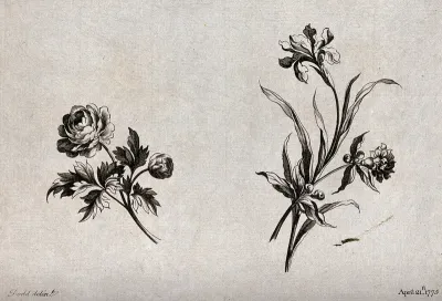 Two sprigs of flowers, including iris and double Narcissus, meant as designs for embroidery