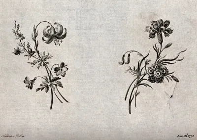 Two sprigs of flowers, including lilies, carnations and Auricula, meant as designs for embroidery