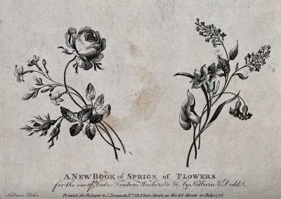Two sprigs of flowers including roses and Narcissi, meant as designs for embroidery