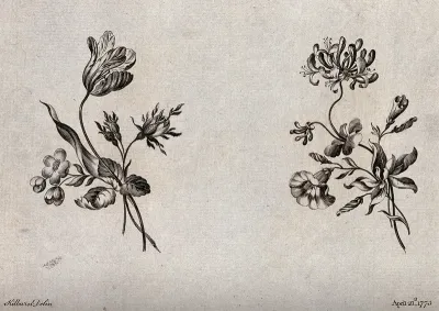 Two sprigs of flowers, including tulip and honeysuckle, meant as designs for embroidery