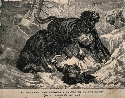 Two St. Bernard dogs find an unconscious man in the snow and alert the rescue party of his presence. Wood engraving by C.H