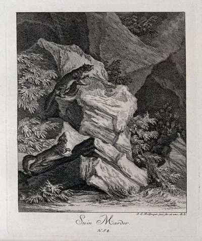 Two stone martens in a rocky landscape