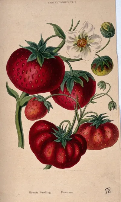 Two strawberry plants (Fragaria cultivars): fruit and flowers