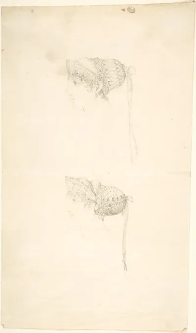 Two studies of Headdresses from Scrapbook