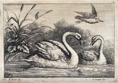Two swans bickering at the water's edge