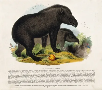 Two tapirs roaming the woods