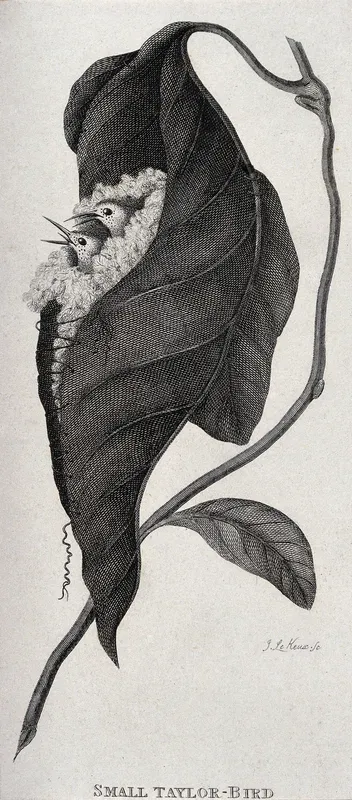 Two taylor bird chicks peering out of a nest made out of a plant leaf