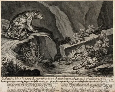 Two tigers and their cubs in a rocky landscape