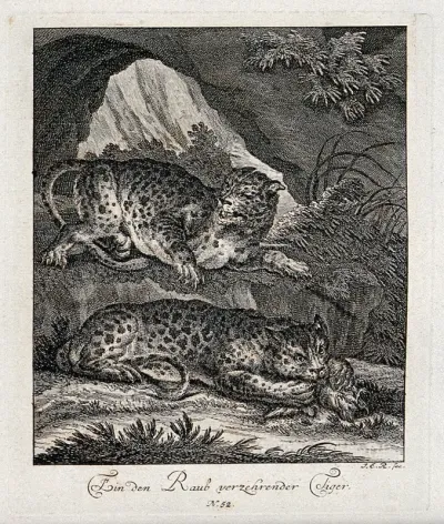 Two tigers in a mountainous landscape, one is devouring its prey while the other one is resting on a rock