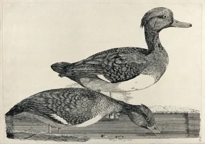 Two tufted ducks