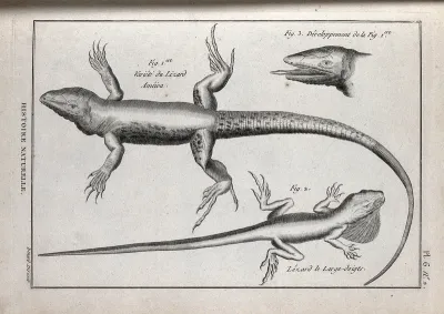Two types of lizard, including the large spotted ground lizard