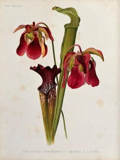 Two types of pitcher plants (Sarracenia species): flowers and leaves