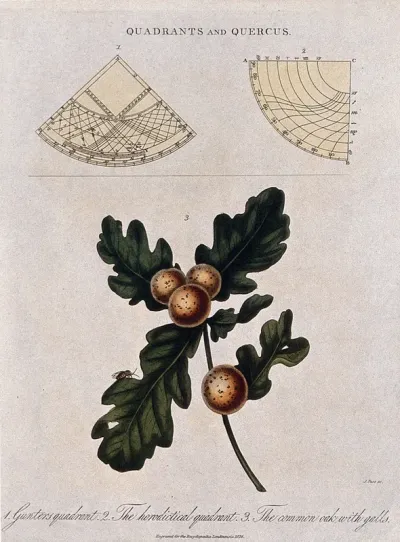 Two types of quadrant and a branch of common oak (Quercus robur) with galls
