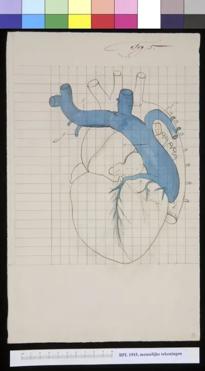 Two views of the heart