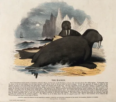 Two walrusses lying on a shore in a polar landscape