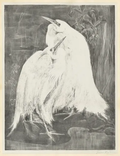 Two White Egrets