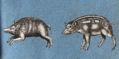Two wild boars, or warthogs