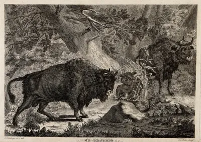 Two wild oxen or aurochs with their young in a forest