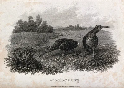 Two woodcock foraging by a lake