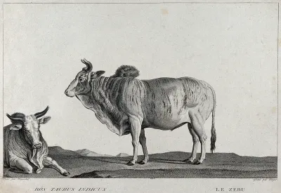 Two zebus (bos indicus), one kneeling, one standing