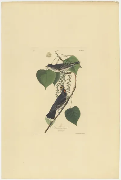 Tyrant Flycatcher