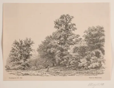 Udkant af en skov