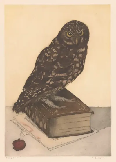 Uil zittend op een boek