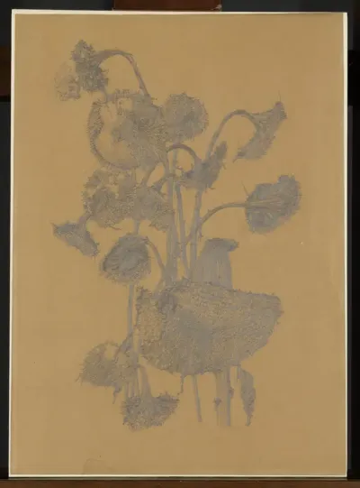 Uitgebloeide zonnebloemen