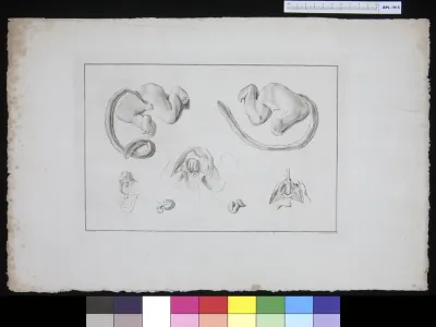 Umbilical cord