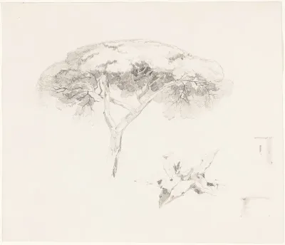 Umbrella Pine and Other Studies