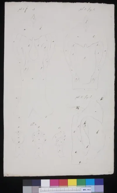 Unidentified subject (design for a publication)