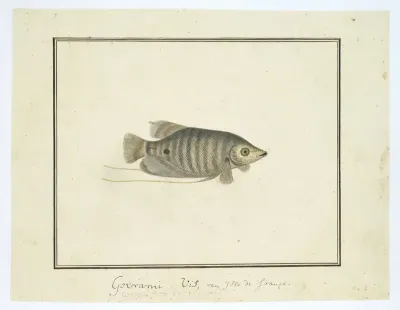 Unidentified tropical fish