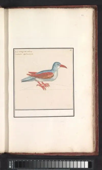 Unknown Bird