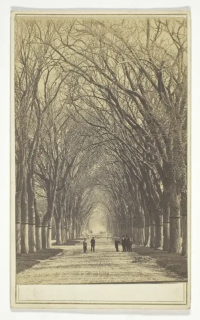 Untitled (avenue of trees)